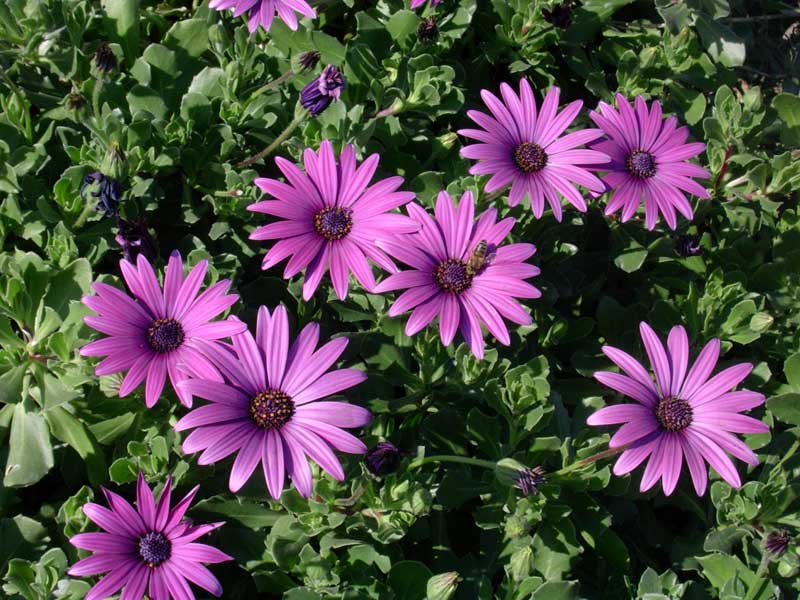 http://www.nashmir2006.narod.ru/Osteospermum.jpg